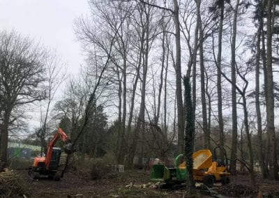 William Bird Tree Services - Removing Trees