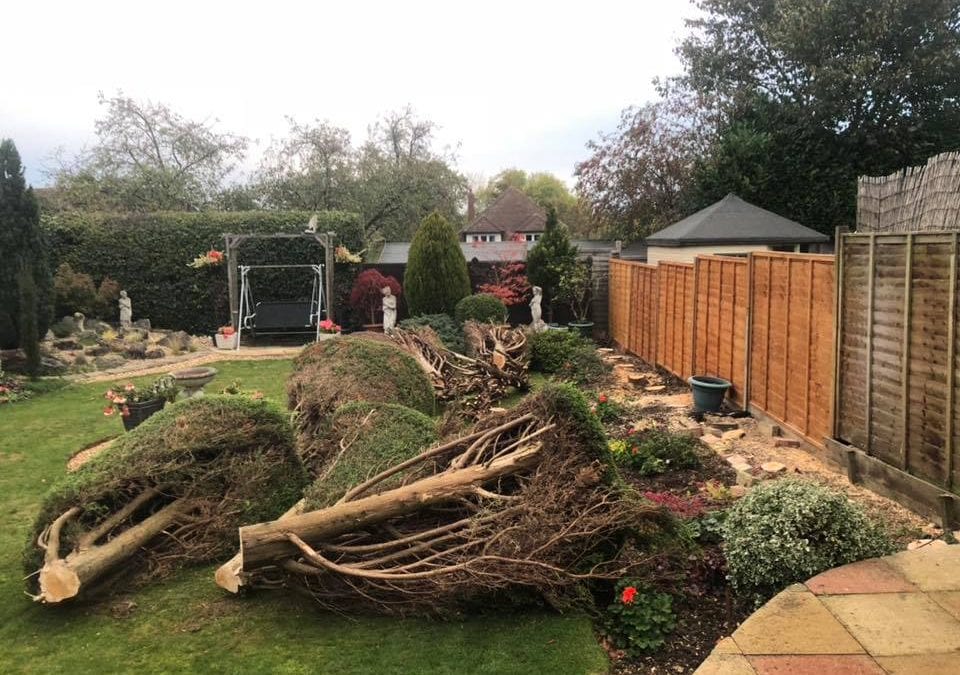Tree removals in Domestic Gardens